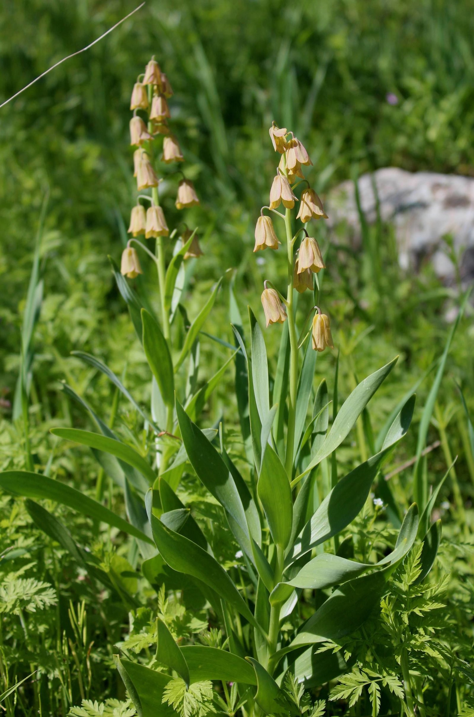 Fritillaria persica